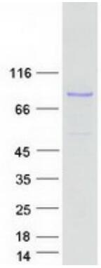 Coomassie blue staining of purified MPO protein.